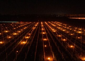 Ochronna winnic przed przymrozkami. Jak to robią w Małej Wsi?