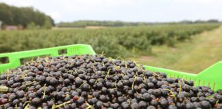 Stanowisku KUPS i KSPOiW w sprawie porzeczek z przekroczeniami