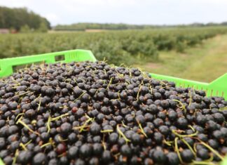 Stanowisku KUPS i KSPOiW w sprawie porzeczek z przekroczeniami