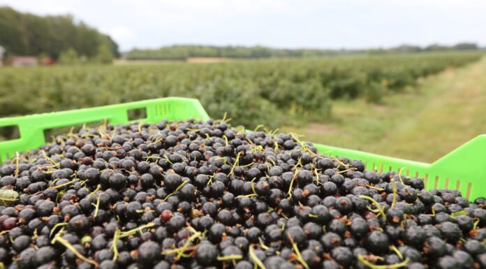 Stanowisku KUPS i KSPOiW w sprawie porzeczek z przekroczeniami