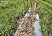 Rak bakteryjny borówki w sezonie 2025. Choroba dziesiątkuje plantacje