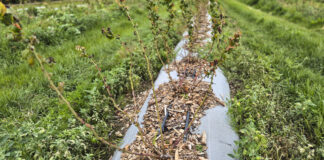 Rak bakteryjny borówki w sezonie 2025. Choroba dziesiątkuje plantacje