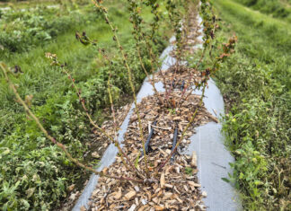 Rak bakteryjny borówki w sezonie 2025. Choroba dziesiątkuje plantacje