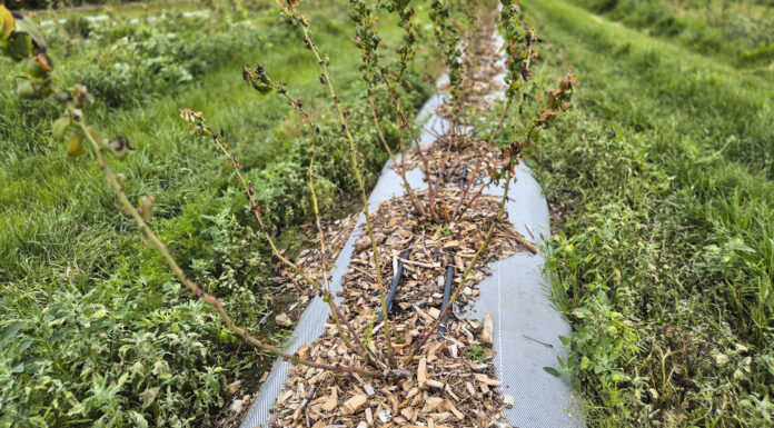 Rak bakteryjny borówki w sezonie 2025. Choroba dziesiątkuje plantacje