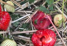 Niszczycielskie nawałnice przeszły nad Polską. Wiele plantacji jagodowych uszkodzonych nawałnice, grad, zniszczenia plantacji