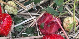 Niszczycielskie nawałnice przeszły nad Polską. Wiele plantacji jagodowych uszkodzonych nawałnice, grad, zniszczenia plantacji