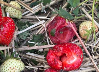 Niszczycielskie nawałnice przeszły nad Polską. Wiele plantacji jagodowych uszkodzonych nawałnice, grad, zniszczenia plantacji