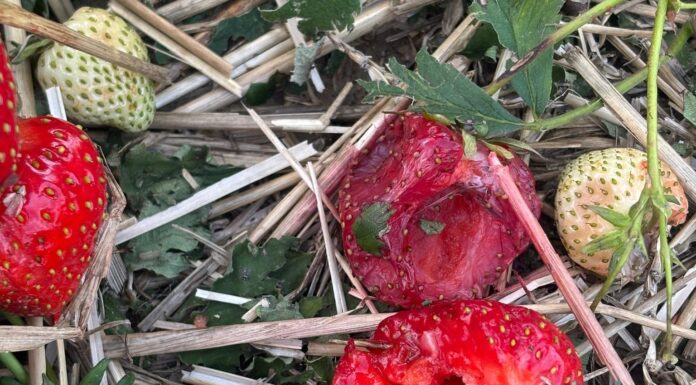 Niszczycielskie nawałnice przeszły nad Polską. Wiele plantacji jagodowych uszkodzonych nawałnice, grad, zniszczenia plantacji