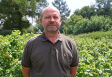 To będzie trudny rok na plantacjach czarnej porzeczki