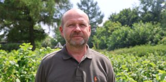 To będzie trudny rok na plantacjach czarnej porzeczki