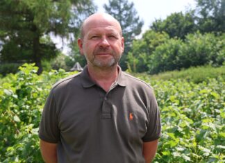 To będzie trudny rok na plantacjach czarnej porzeczki