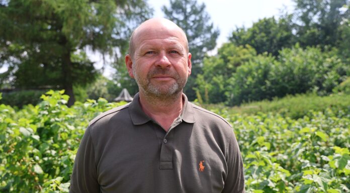 To będzie trudny rok na plantacjach czarnej porzeczki