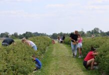 Kończą się zbiory jagody kamczackiej. Jaki był ten sezon?