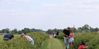 Kończą się zbiory jagody kamczackiej. Jaki był ten sezon?