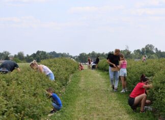 Kończą się zbiory jagody kamczackiej. Jaki był ten sezon?