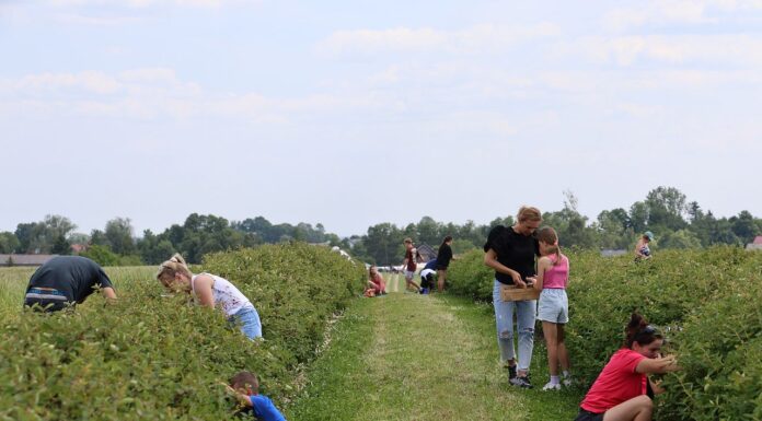 Kończą się zbiory jagody kamczackiej. Jaki był ten sezon?