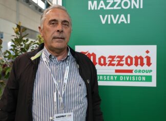 ’Aprica’, 'Sibilla’, 'Giusy’, 'Klodia’ – to warto wiedzieć. Praktyczne zalecenia dla plantatorów Aprica, Sibilla, Giusy, Klodia - odmiany Mazzoni