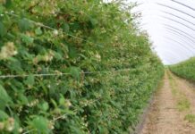 Agrowłóknina w ochronie malin: doświadczenia z sezonu pełnego wyzwań