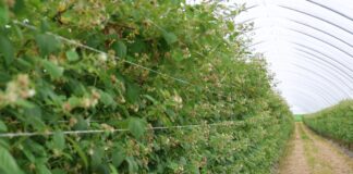 Agrowłóknina w ochronie malin: doświadczenia z sezonu pełnego wyzwań
