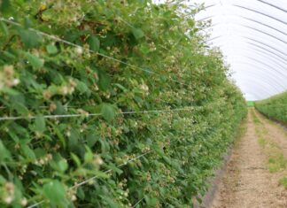 Agrowłóknina w ochronie malin: doświadczenia z sezonu pełnego wyzwań