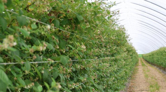 Agrowłóknina w ochronie malin: doświadczenia z sezonu pełnego wyzwań