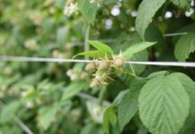 Ochrona malin z ograniczoną liczbą pozostałości