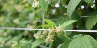 Ochrona malin z ograniczoną liczbą pozostałości