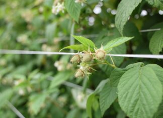 Ochrona malin z ograniczoną liczbą pozostałości