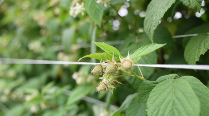 Ochrona malin z ograniczoną liczbą pozostałości