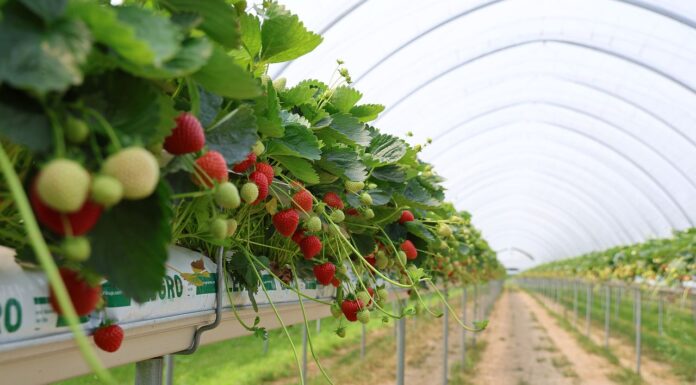 Nowoczesna uprawa – truskawki w rynnach. Wyzwanie, ale i wiele korzyści