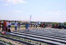 Jak dobrać folię ściółkującą dla truskawek? jaką folię ściółkującą wybrać