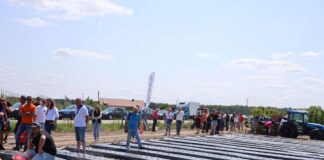 Jak dobrać folię ściółkującą dla truskawek? jaką folię ściółkującą wybrać