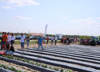 Jak dobrać folię ściółkującą dla truskawek? jaką folię ściółkującą wybrać