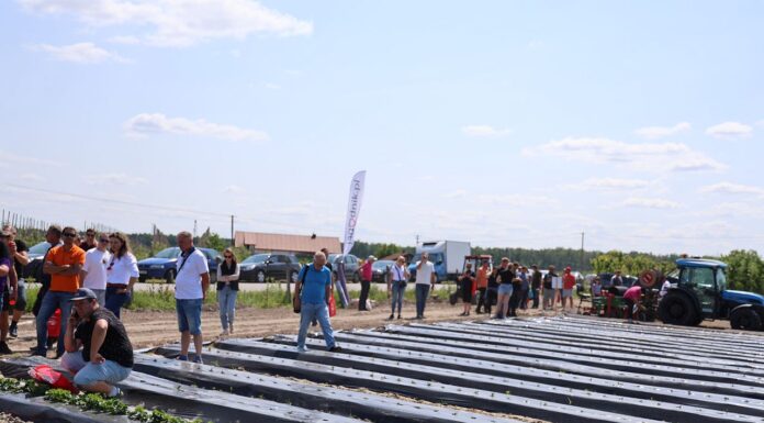 Jak dobrać folię ściółkującą dla truskawek? jaką folię ściółkującą wybrać