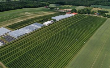 Nowe metodyki Integrowanej Produkcji. Wśród nich jeden gatunek jagodowy metodyki integrowanej produkcji