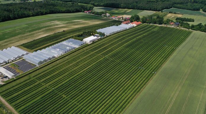 Nowe metodyki Integrowanej Produkcji. Wśród nich jeden gatunek jagodowy metodyki integrowanej produkcji