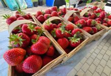 Truskawki od Musialika – fenomen sprzedaży bezpośredniej