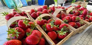 Truskawki od Musialika – fenomen sprzedaży bezpośredniej