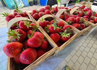 Truskawki od Musialika – fenomen sprzedaży bezpośredniej