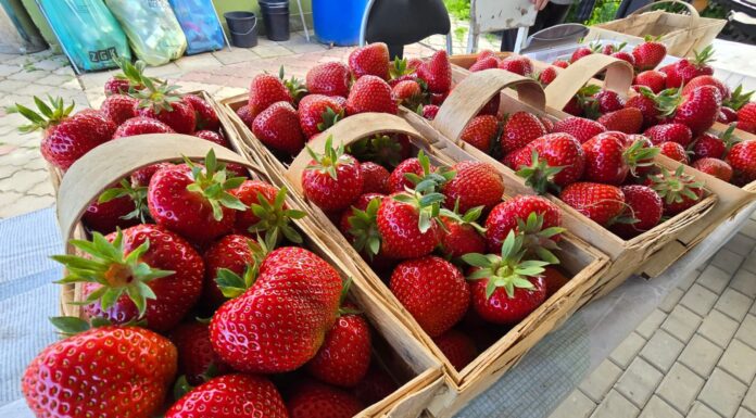 Truskawki od Musialika – fenomen sprzedaży bezpośredniej