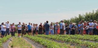 Największa kolekcja odmian truskawek w warunkach produkcyjnych – zobacz ją 14 czerwca w Hornigach!