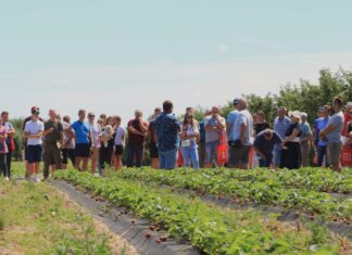 Największa kolekcja odmian truskawek w warunkach produkcyjnych – zobacz ją 14 czerwca w Hornigach!