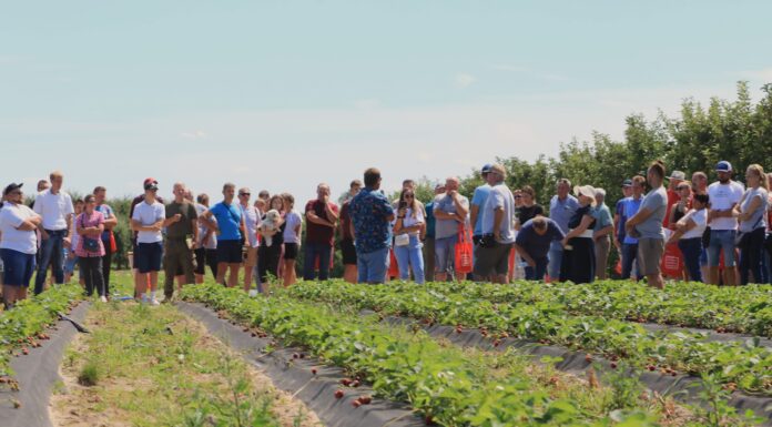 Największa kolekcja odmian truskawek w warunkach produkcyjnych – zobacz ją 14 czerwca w Hornigach!