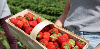 ‘Holy’ – ta nowa polska odmiana truskawek bardzo się podoba Truskawki odmiany Holy