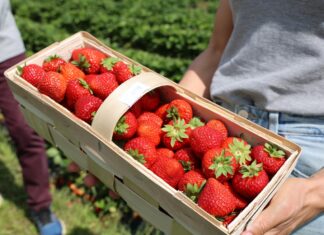 ‘Holy’ – ta nowa polska odmiana truskawek bardzo się podoba Truskawki odmiany Holy