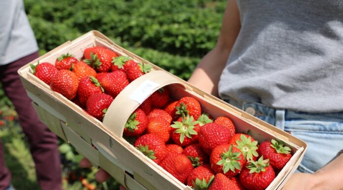 ‘Holy’ – ta nowa polska odmiana truskawek bardzo się podoba Truskawki odmiany Holy