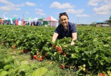 Cory, Meggy i Destiny – trzy odmiany truskawek warte uwagi Cory, Meggy i Destiny – trzy odmiany truskawek warte uwagi Ewelina Ślęzak