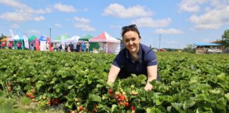 Cory, Meggy i Destiny – trzy odmiany truskawek warte uwagi Cory, Meggy i Destiny – trzy odmiany truskawek warte uwagi Ewelina Ślęzak