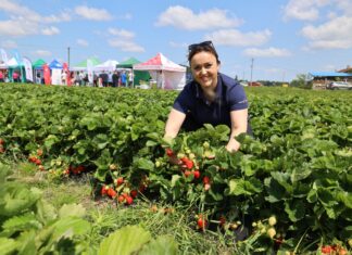 Cory, Meggy i Destiny – trzy odmiany truskawek warte uwagi Cory, Meggy i Destiny – trzy odmiany truskawek warte uwagi Ewelina Ślęzak