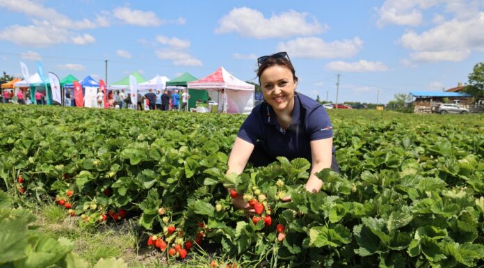 Cory, Meggy i Destiny – trzy odmiany truskawek warte uwagi Cory, Meggy i Destiny – trzy odmiany truskawek warte uwagi Ewelina Ślęzak